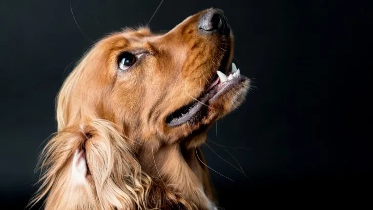 7 Reasons Why Is My Cocker Spaniel Shaking And How To Help