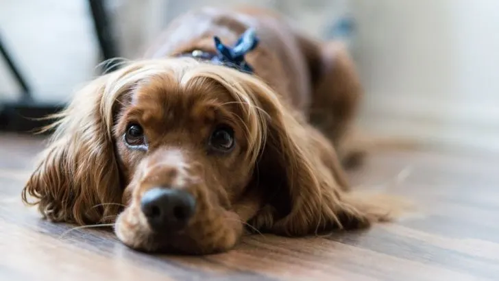 9 Reasons Why Does My Cocker Spaniel Smell And Helpful Tips