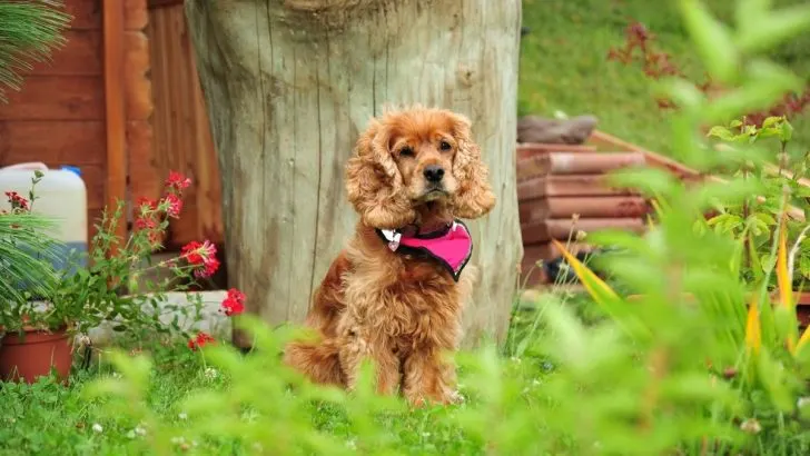 All About The Male Vs Female Cocker Spaniel Debate