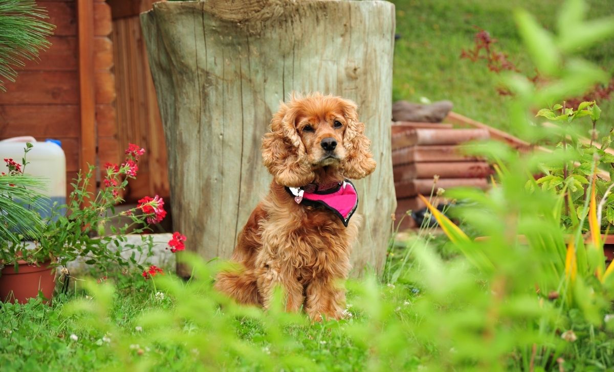 Cocker spaniel