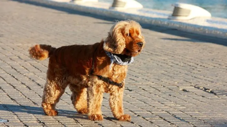 Cocker Spaniel Growth Stages And Important Milestones