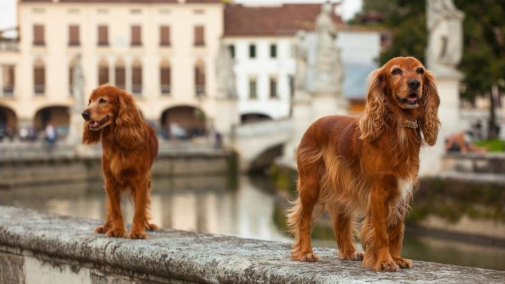 The 5 Most Ethical Cocker Spaniel Breeders UK Has For Show 