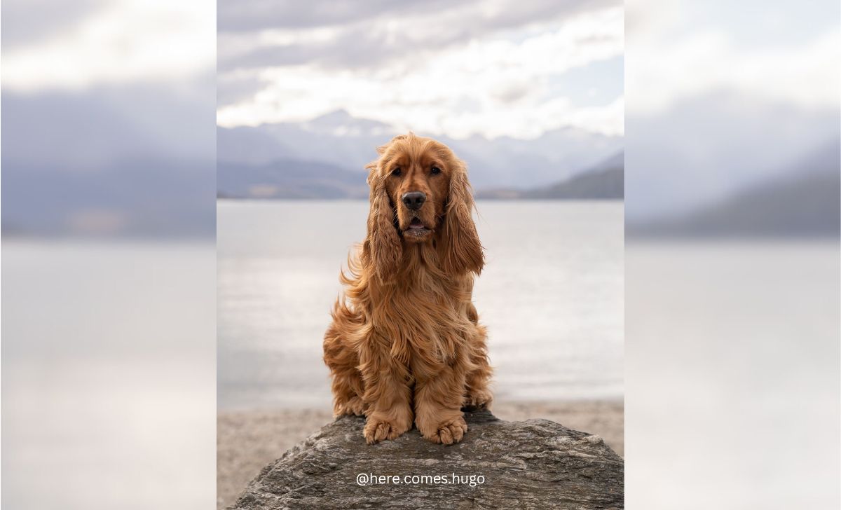 Cocker spaniel