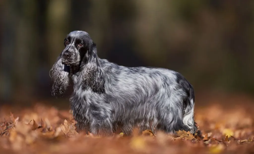 Cocker spaniel black and white breeders 