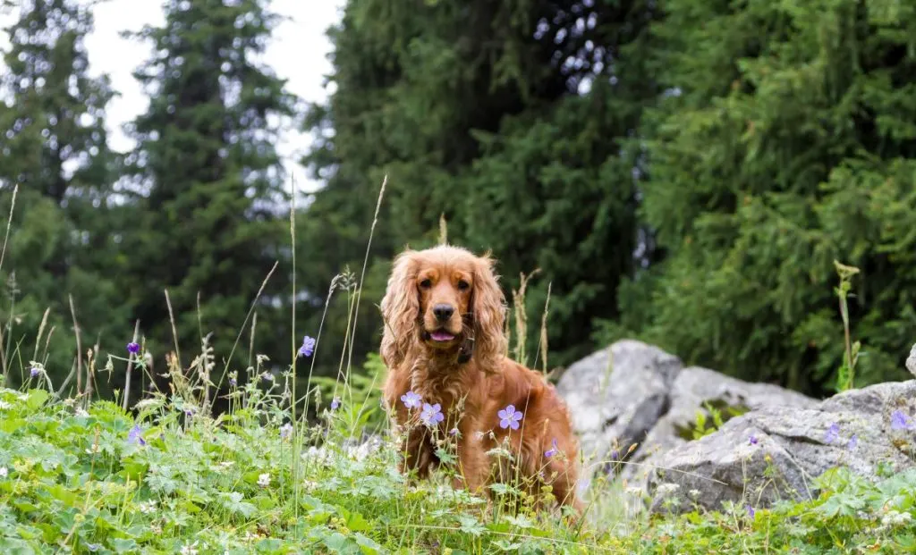 Cocker spaniel breeders 