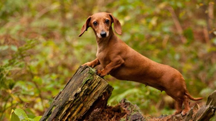 27 Quirky And Adorable Dachshund Mixes (With Pictures)