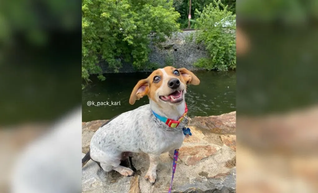 Dachshund Beagle mix