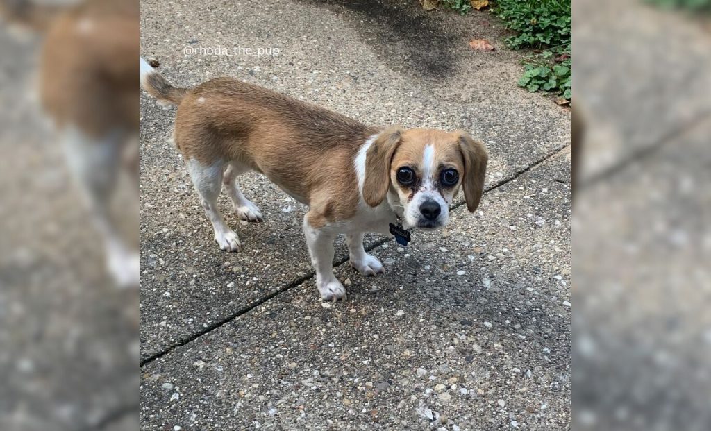 Dachshund x Beagle x Chihuahua