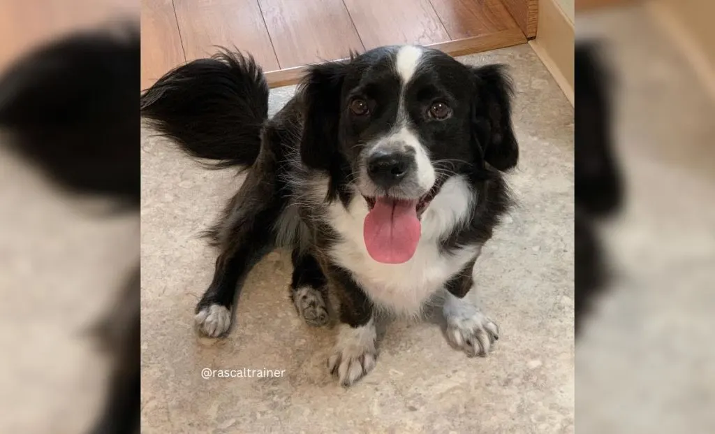 Dachshund x Border Collie