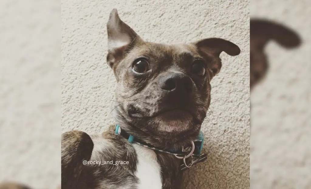 Dachshund x Boston Terrier