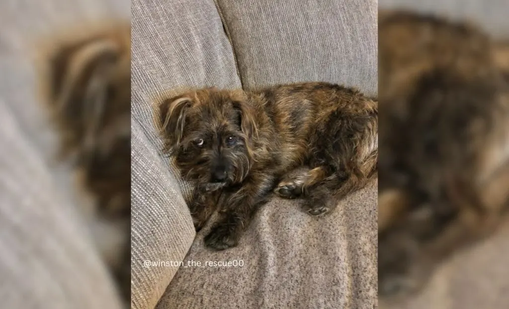 Dachshund x Brussels Griffon