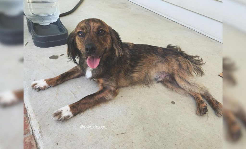 Dachshund x Cocker Spaniel