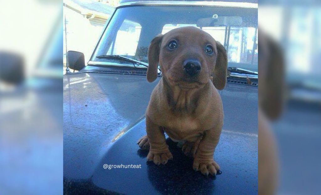 Dachshund x Doberman Mix