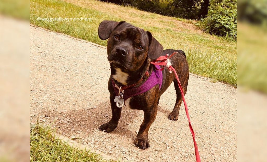 Dachshund x French Bulldog