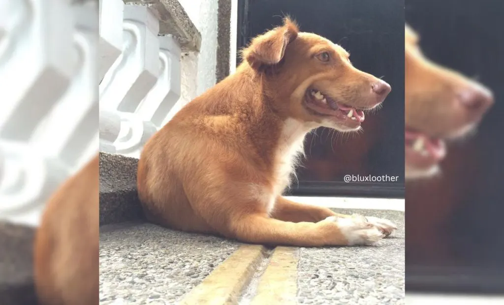 Dachshund x Golden Retriever