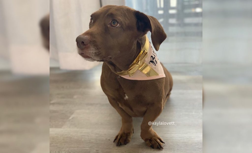 Dachshund x Labrador Retriever