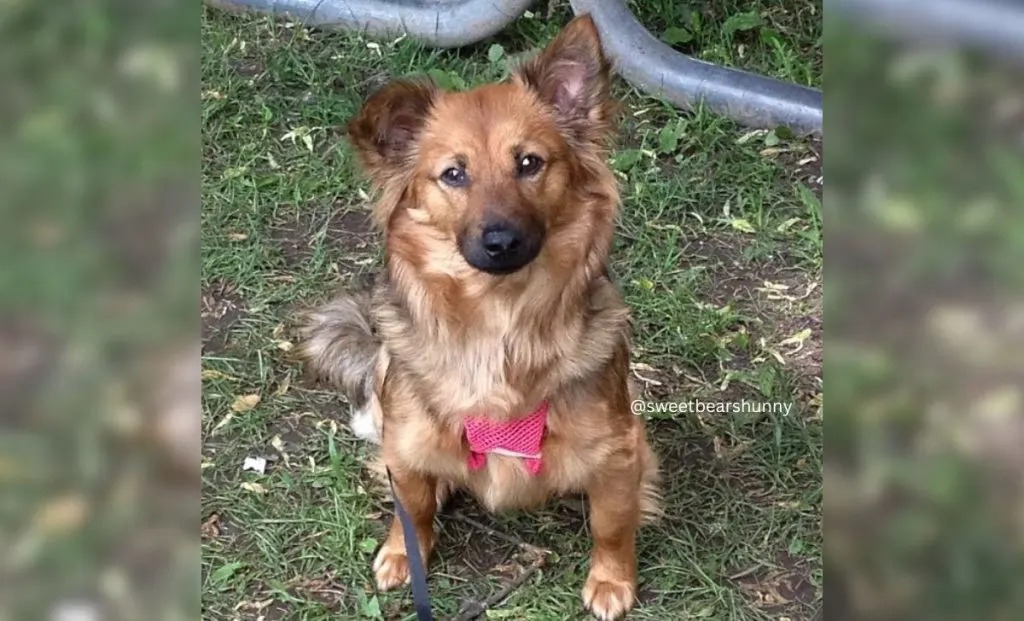 Dachshund x Pomeranian