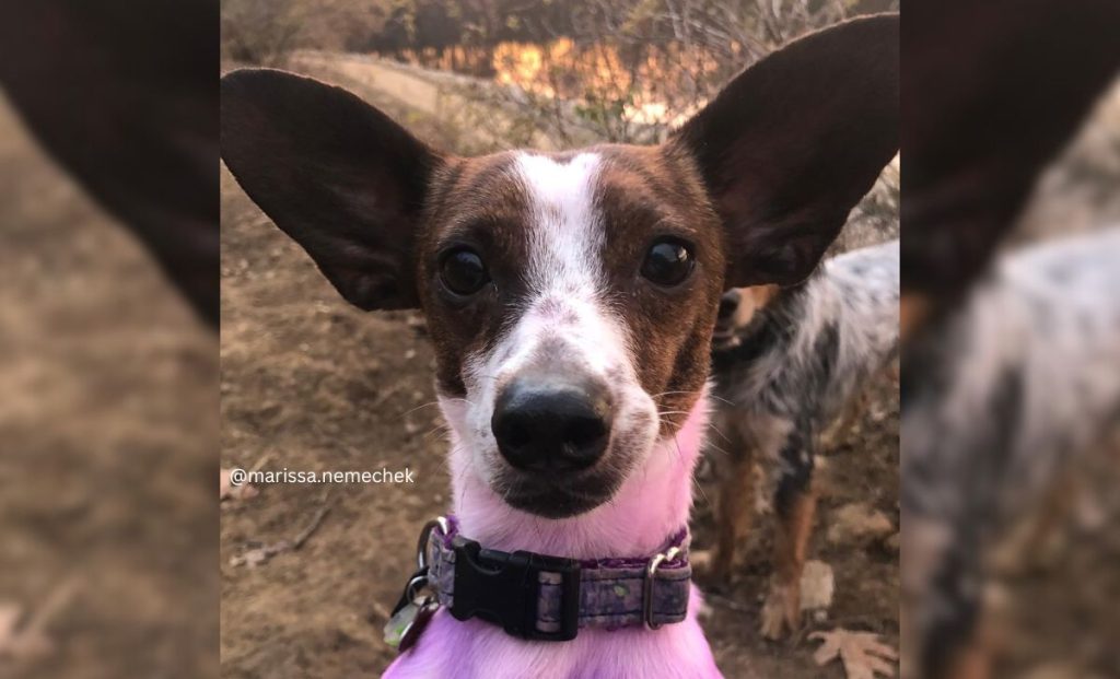 Dachshund x Rat Terrier