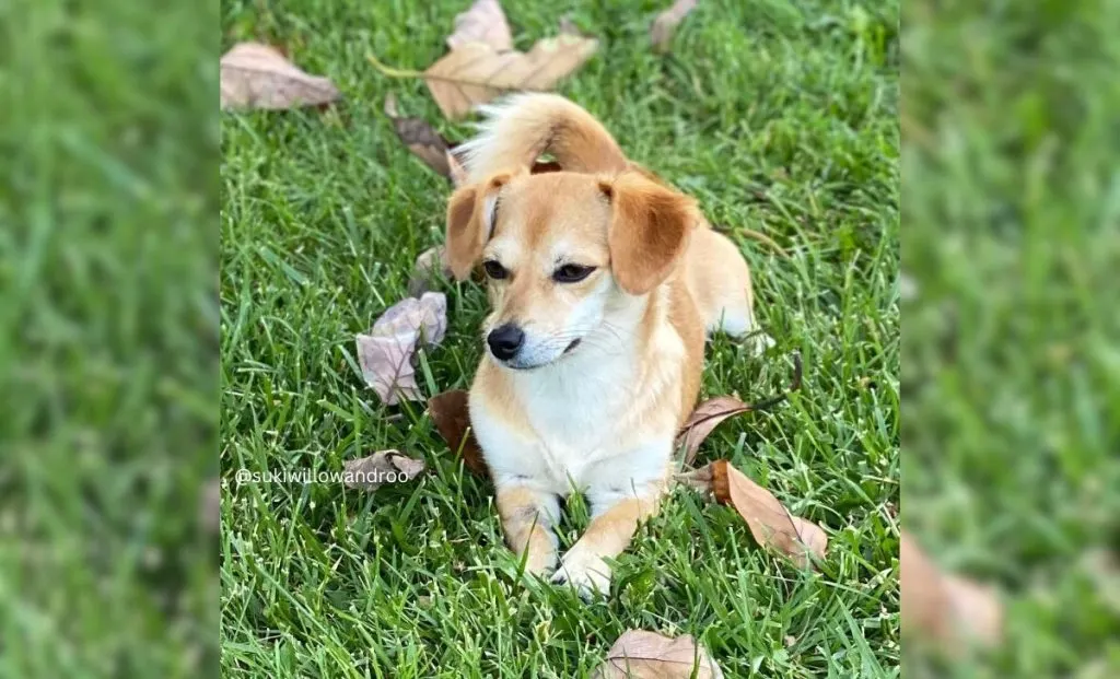 Dachshund x Shiba Inu