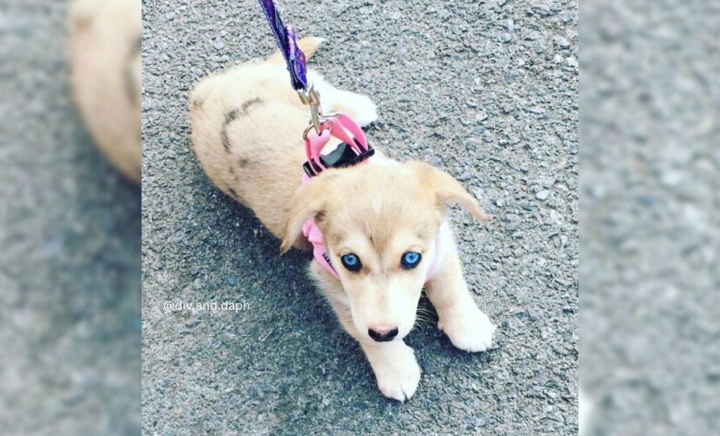 Dachshund x Siberian Husky