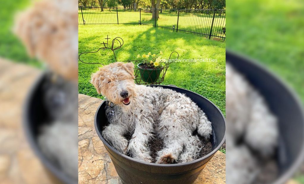 Dachshund x Wire Fox Terrier