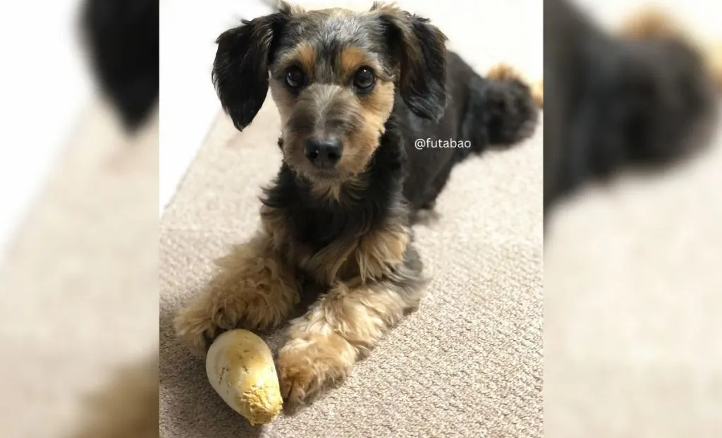 Dachshund x Yorkshire Terrier