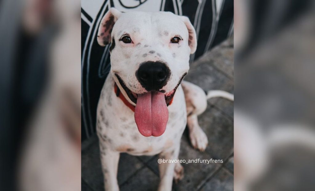 Doggo argentino pitbull mix