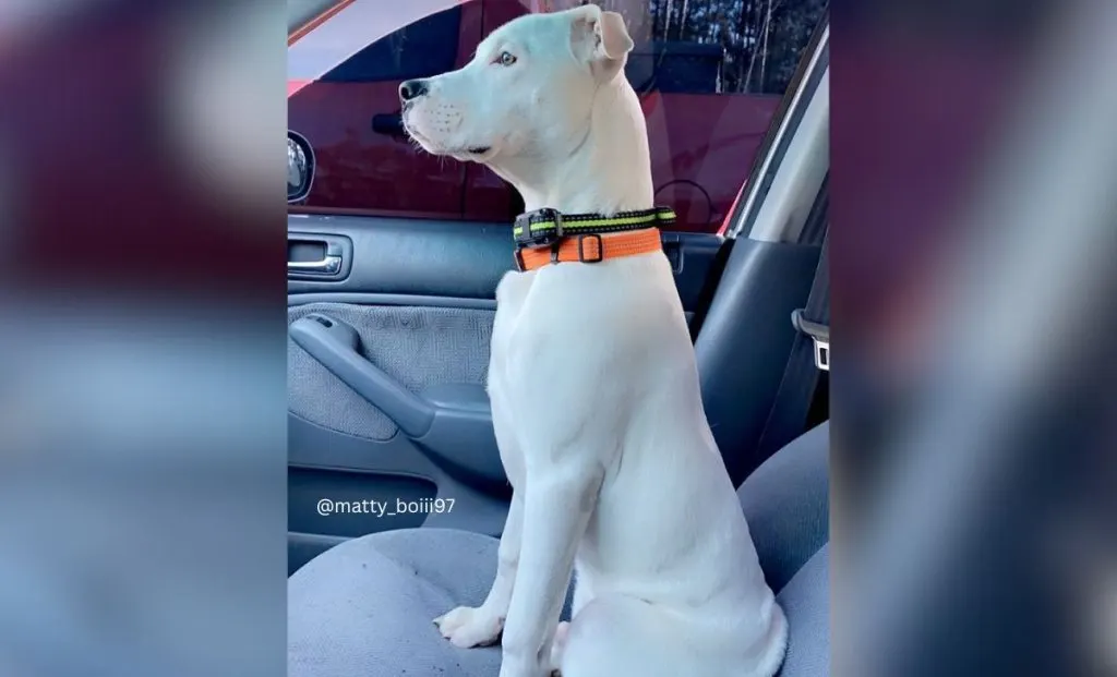 Doggo argentino pitbull mix