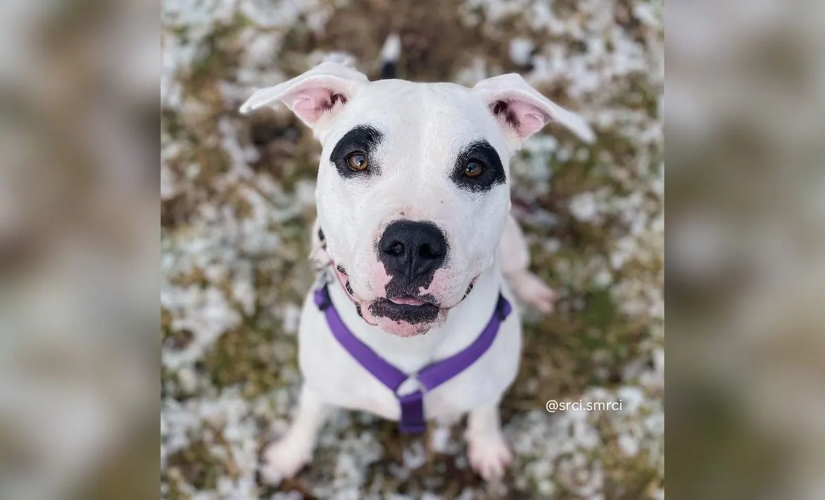 Doggo argentino pitbull mix