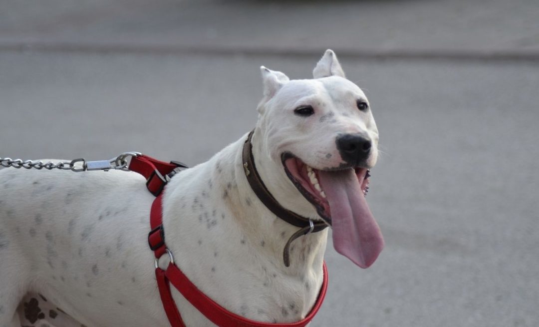 the-most-detailed-dogo-argentino-growth-chart-out-there