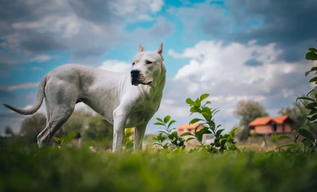 Dogo argentino