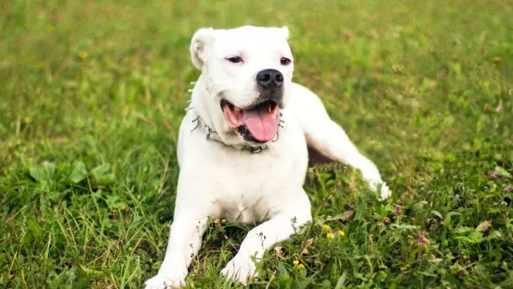 The Most Detailed Dogo Argentino Growth Chart Out There