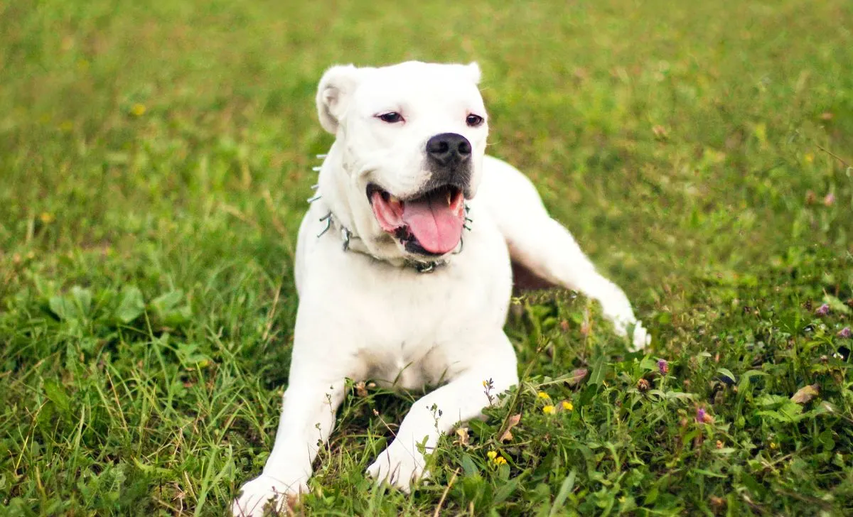 Dogo argentino