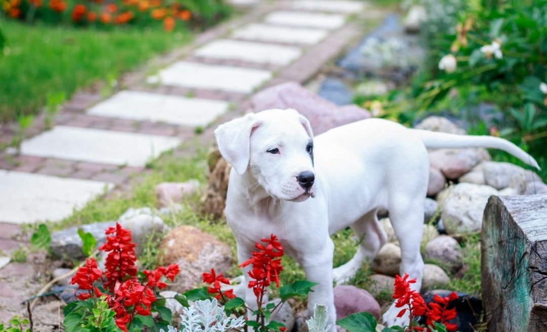 the-most-detailed-dogo-argentino-growth-chart-out-there