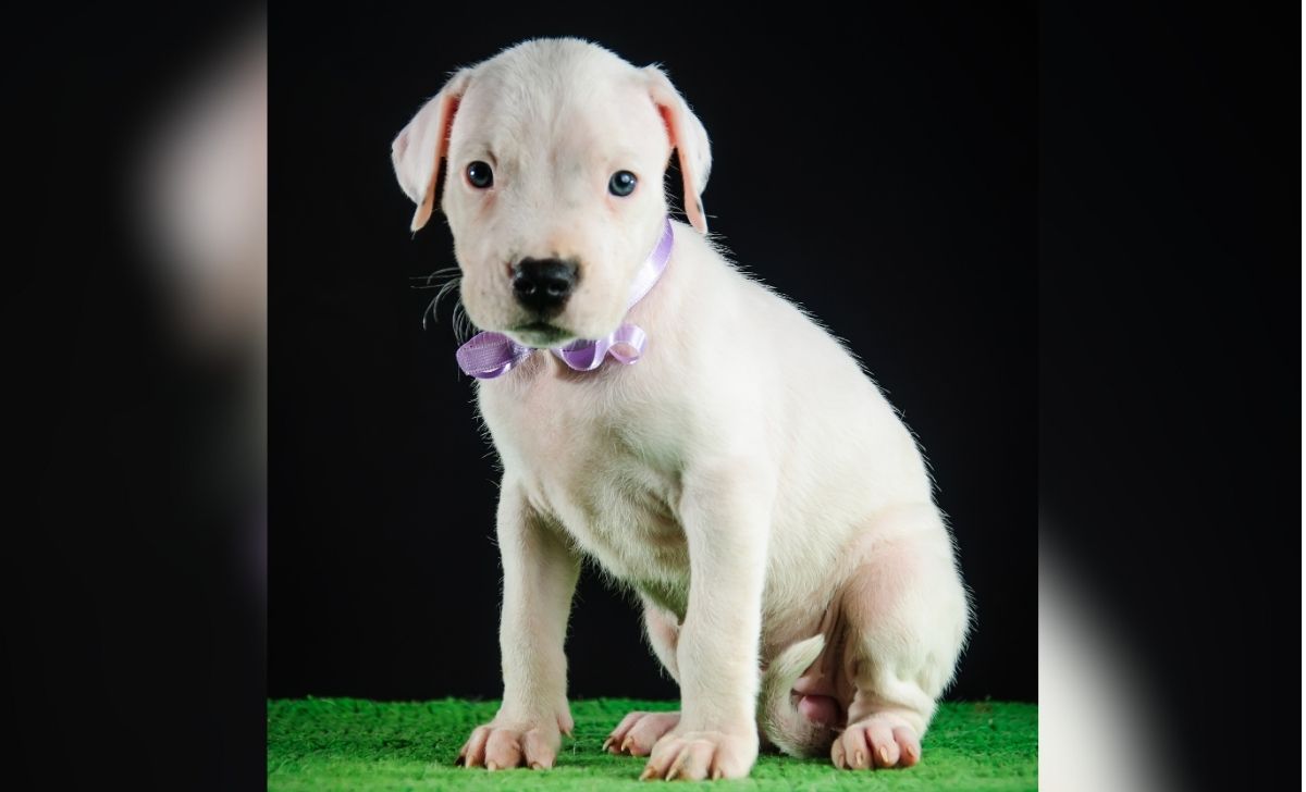 the-most-detailed-dogo-argentino-growth-chart-out-there