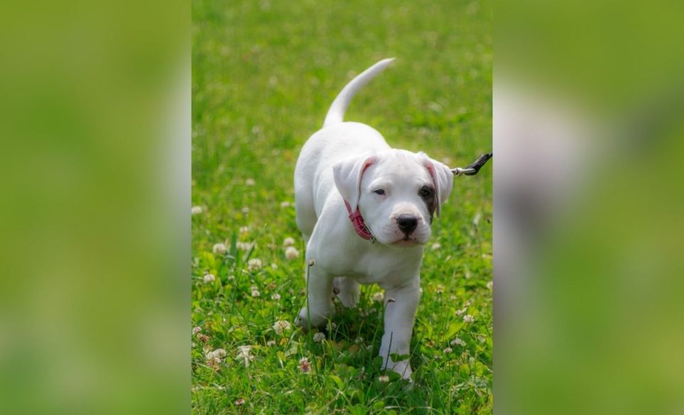 the-most-detailed-dogo-argentino-growth-chart-out-there