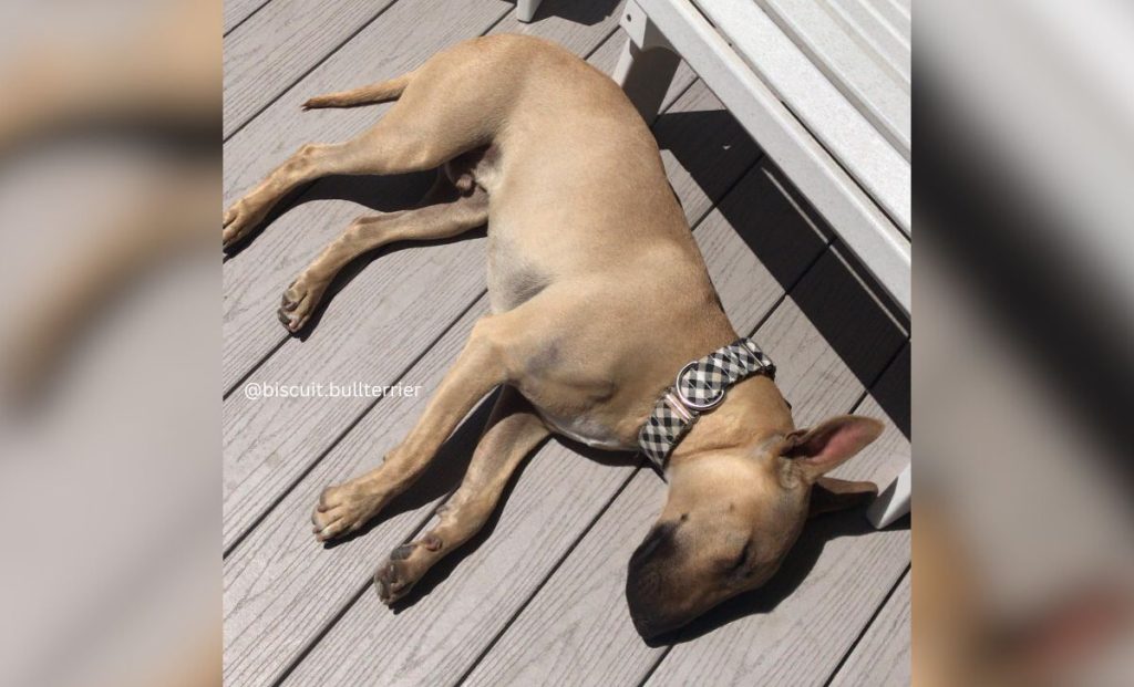 Fawn Bull Terriers