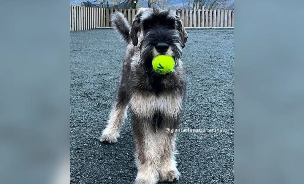 Fawn Giant Schnauzer