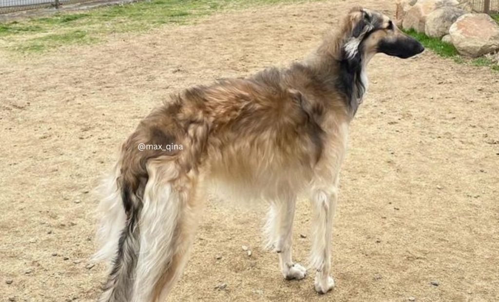 Fawn borzoi color