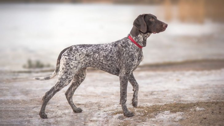 15 German Shorthaired Pointer Colors With Unique Markings