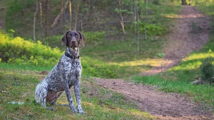 Choosing Between Male Vs Female German Shorthaired Pointer