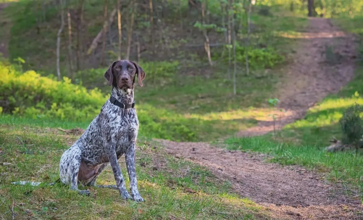 German Shorthaired Pointer 