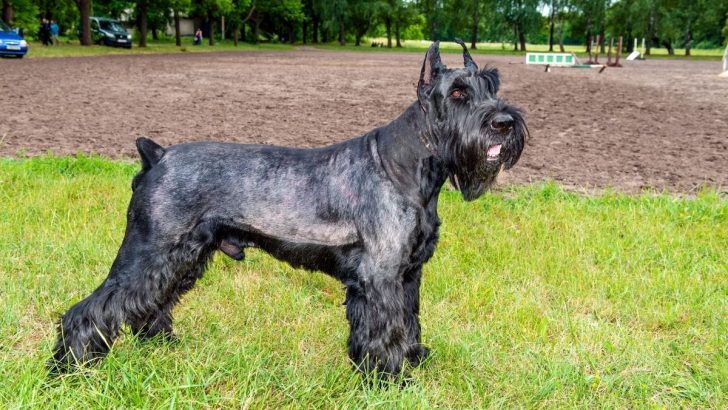 The Ultimate List Of 7 Giant Schnauzer Colors (With Pictures)