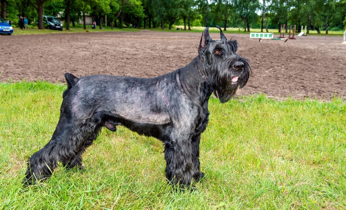 The Ultimate List Of 7 Giant Schnauzer Colors With Pictures