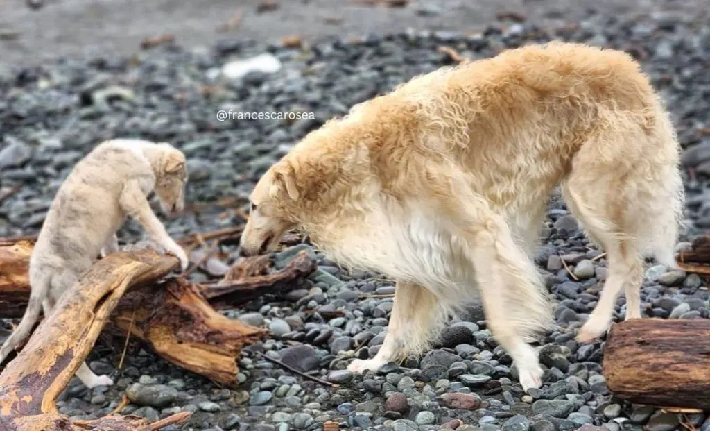 All 31 Borzoi Colors That Will Blow Your Mind (With Pictures)