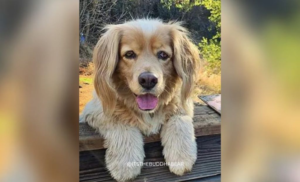 Golden Retriever Cocker Spaniel Mix