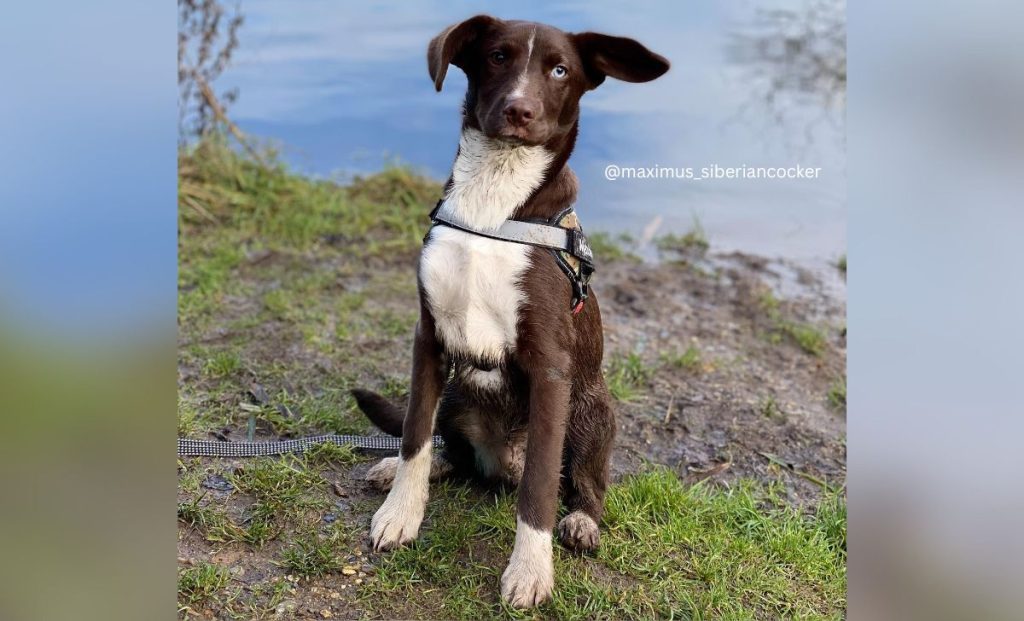 Husky X Cocker Spaniel