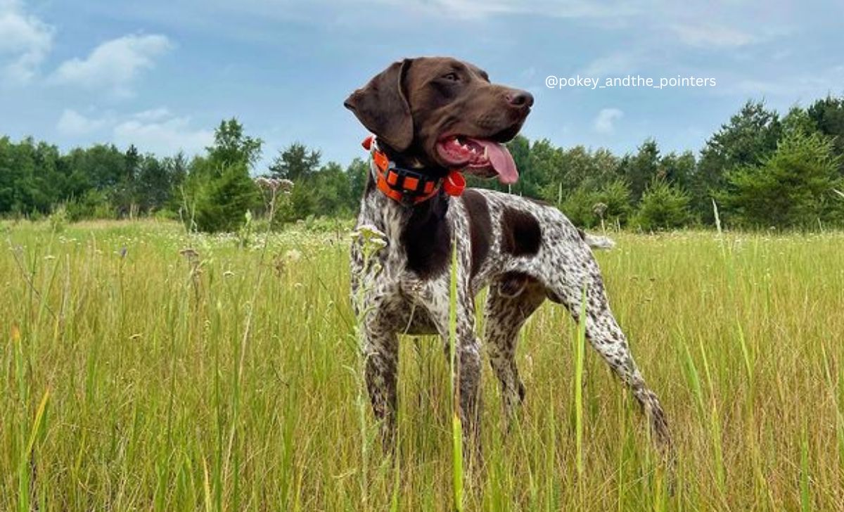 Liver spotted german shorthaired shops pointer