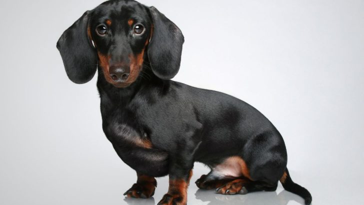 7 Pup-Tastic Mini Dachshund Growth Stages 