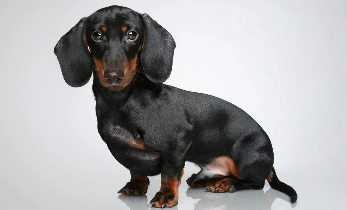 Mini Dachshund - 7 Pup-Tastic Mini Dachshund Growth Stages 